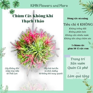 Chùm cây không khí Thạch Thảo, cây treo ban công