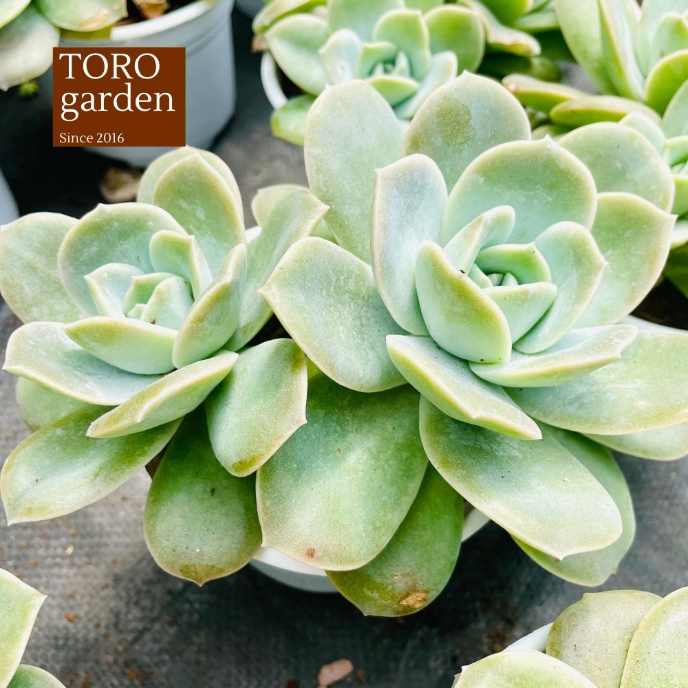 Sen đá hồng hà lan lá lớn Đà Lạt size trung bình cây cảnh trang trí nhà cửa Toro garden