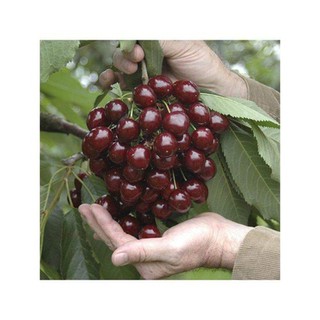 Cây Giống Cherry Brazil ( Cherry anh đào)