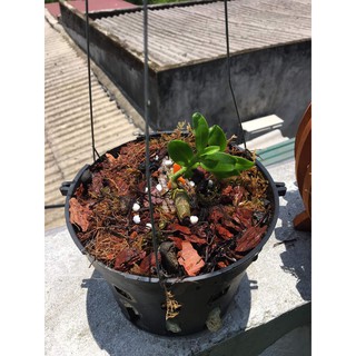 Vỏ Thông Đỏ,vỏ thông trồng lan