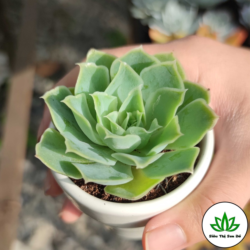 Sen Đá Hồng Sa Mạc Đà Lạt Đã Thuần Khí Hậu Size Bầu Đường Kính 4-6cm