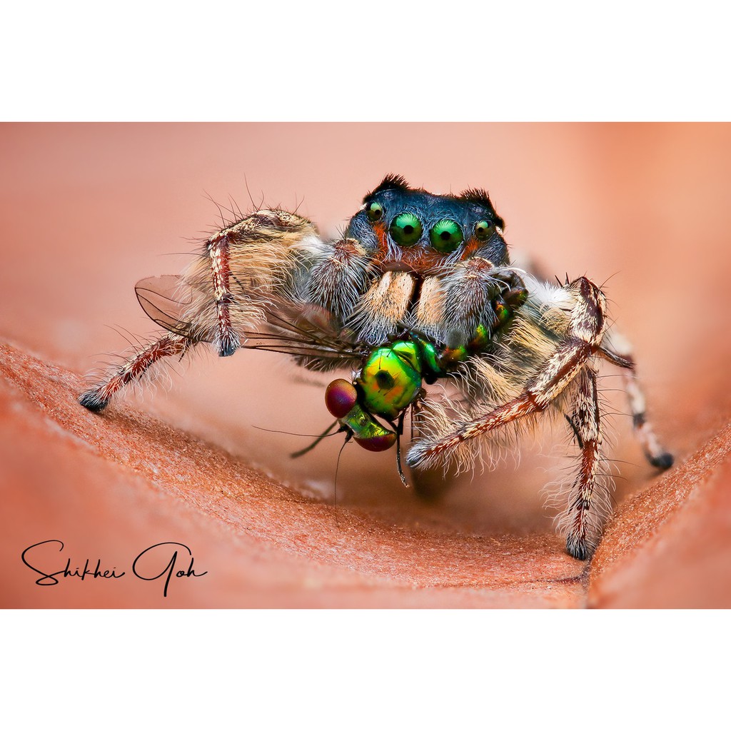 Ống kính MF 7Artisans 60mm f2.8 Macro Mark II cho Sony E, Fujifilm X, Olympus M43, Canon EOS-M và Nikon Z