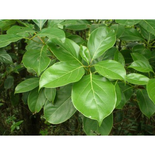 TINH DẦU XÁ XỊ - SASSI PURE ESSENTIAL OIL