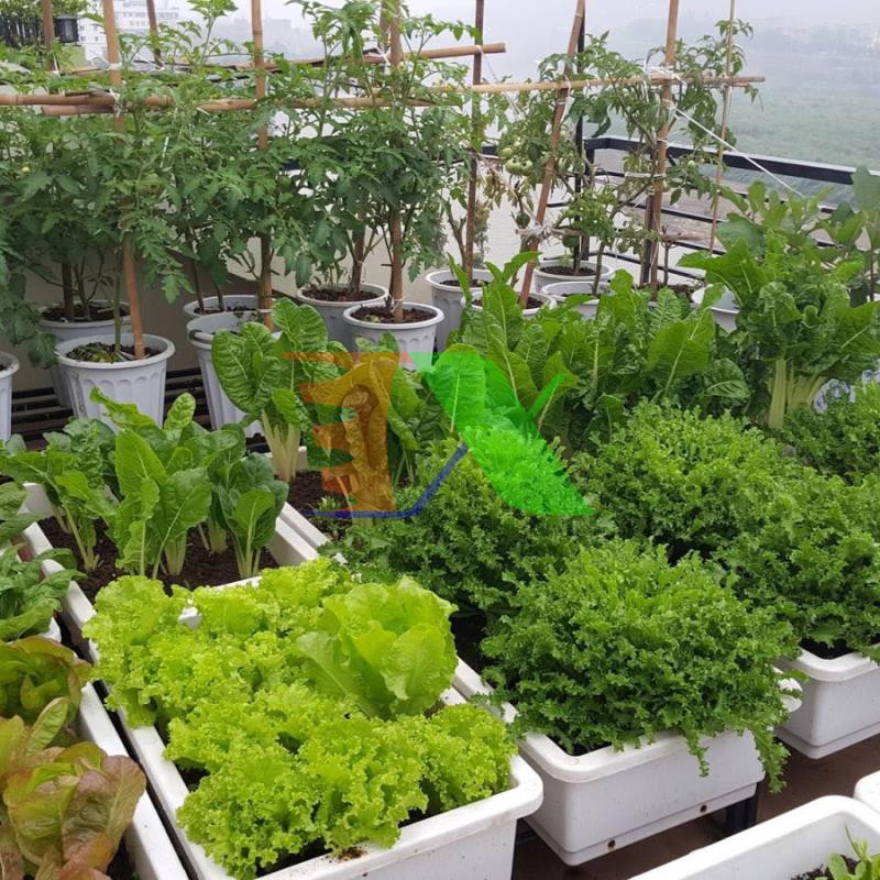 Đất Tribat dinh dưỡng 20dm3, Đất trồng cây có kèm phân bón, Trồng rau mầm, Rau, Hoa