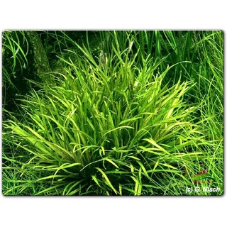 Cây thủy sinh cỏ Nhật 15k/5 ngọn