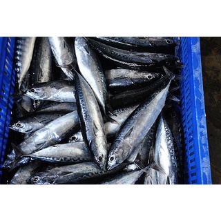 Cá biển, Cá ngừ ồ làm sạch (~5c/kg) ~0.5kg/phần