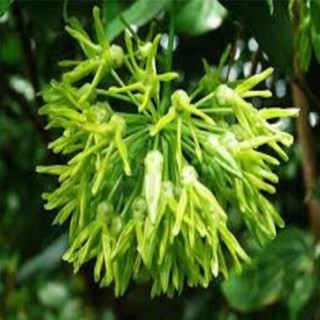 Cây giống hoa thiên lý siêu hoa , cây đẹp, giống chuẩn