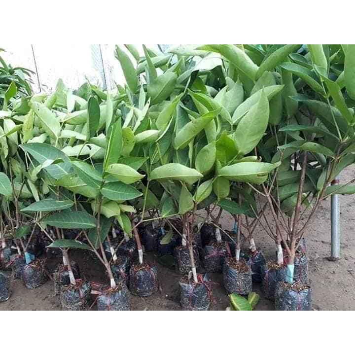 Cây giống Mận Trắng Sữa