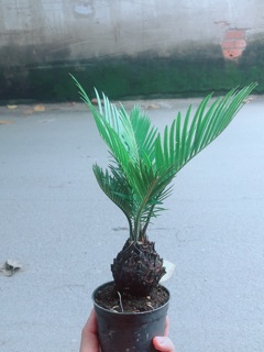Cây Thiên Tuế Mini