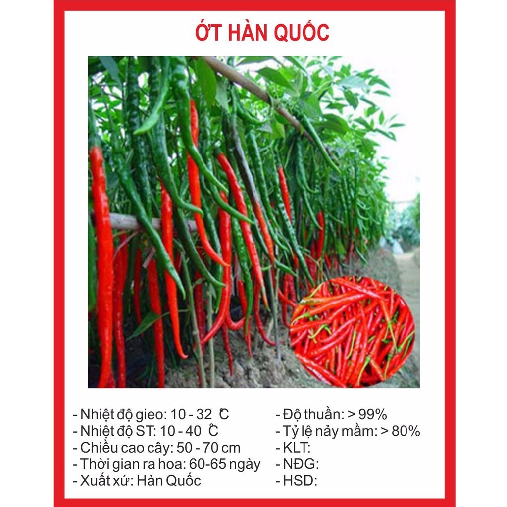 ( BOK GARDEN ) HẠT GIỐNG ỚT HÀN QUỐC 30 HẠT