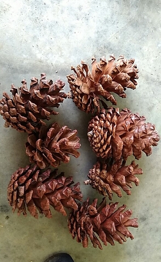 Bán Quả Thông [ Bán trái thông khô nhiều size/1kg, 40- 60 quả]