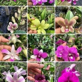 CHAI MÔ LAN DENDRO ĐỦ MÀU TRÊN 40 CÂY MỘT CHAI