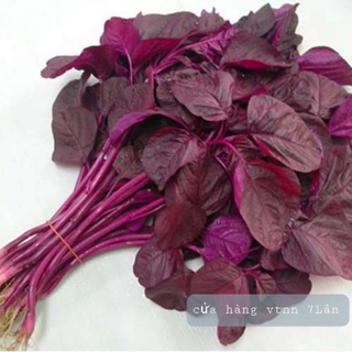Hạt giống rau dền đỏ Sen Nông 50gr