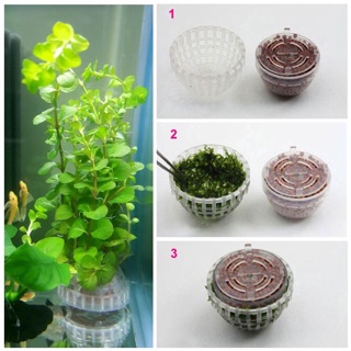 Tảo cầu thuỷ sinh lọc nước bể cá