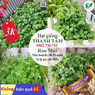 - 400 hạt giống rau mùi ta - hạt giống thanh tâm