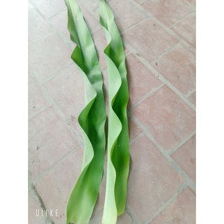 lá cây đại tướng quân ( lá láng )