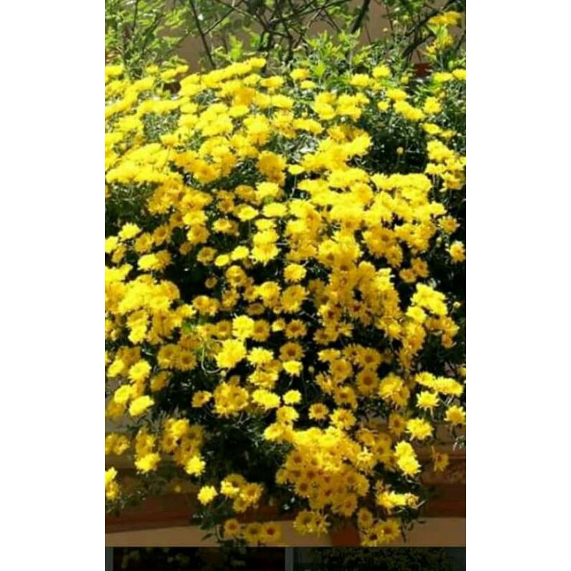 Cây giống hoa cúc rủ làm trà