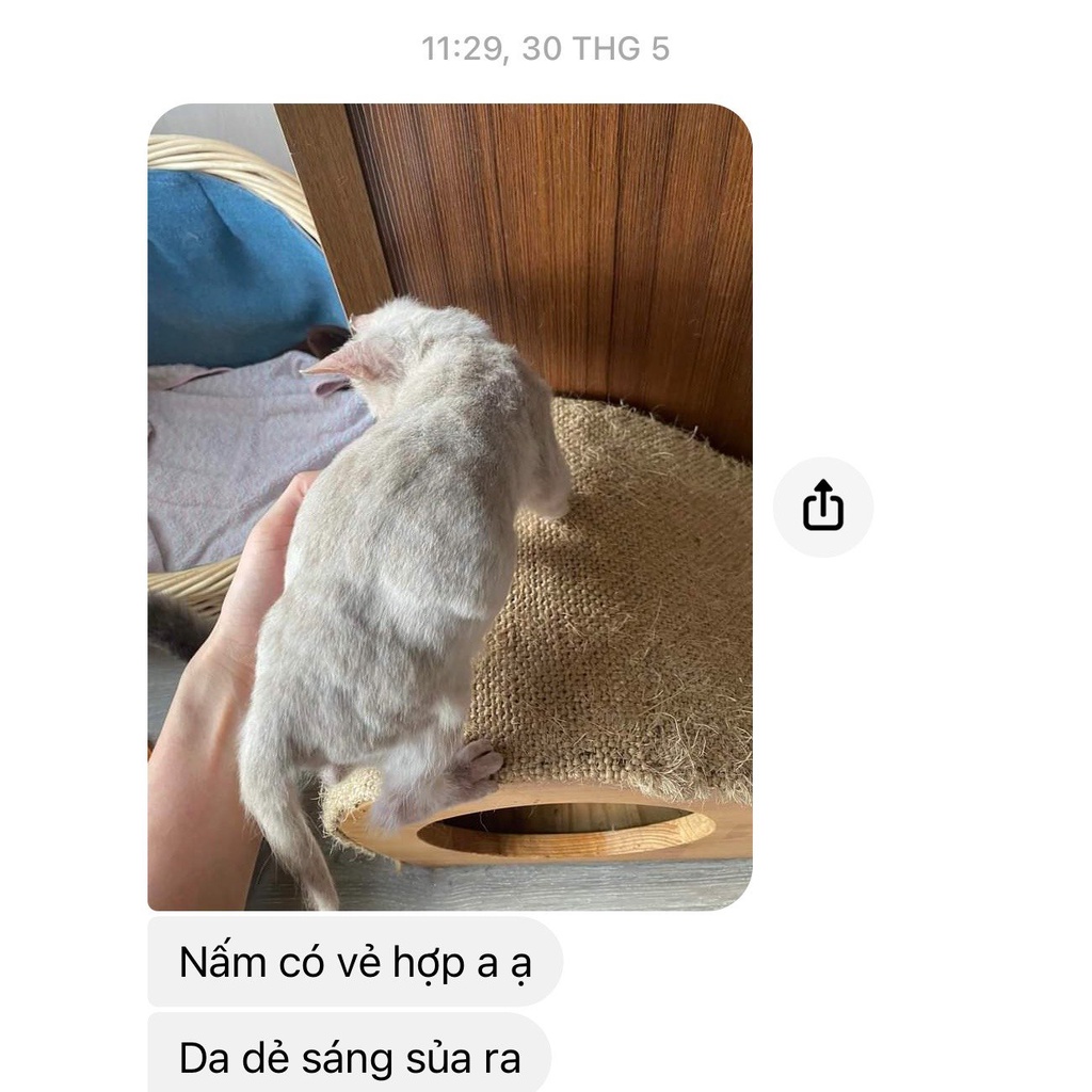 Kẹo Nhai Vị Thịt Trị Nấm, Ghẻ, Viêm Da Chó Mèo