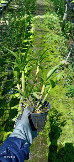 Hoa Lan dendro yaya mặt cười cây trưởng thành