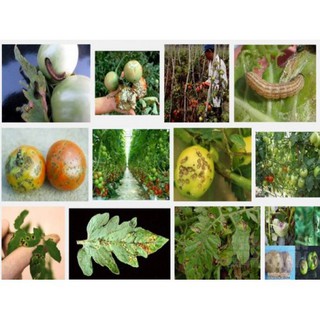 Thuốc trừ bệnh RidomilGold
