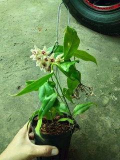 CẨM CÙ BUOTII