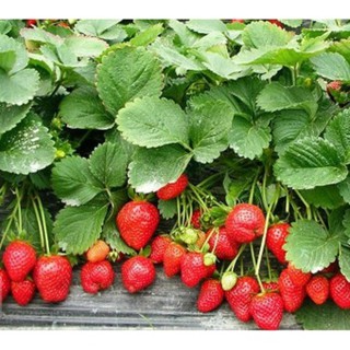 Hạt giống dâu tây