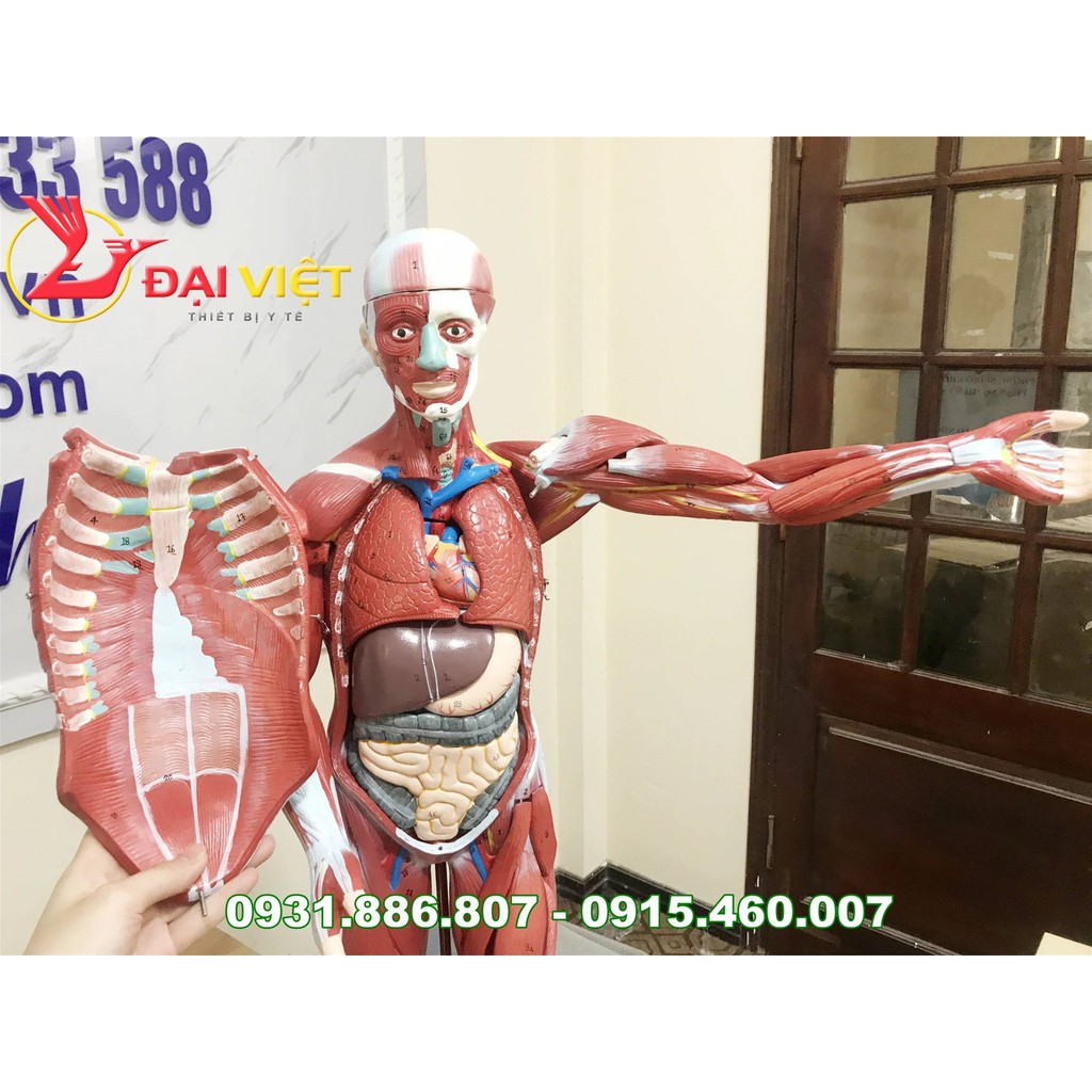 Mô hình giải phẫu cơ và nội tang cơ thể người 78cm