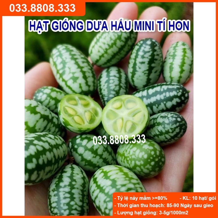 HẠT GIỐNG DƯA HẤU TÍ HON GÓI 20 HẠT- Nhanh Thu Hoạch