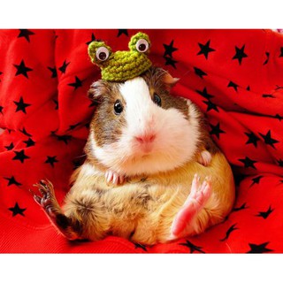 NÓN CHÚ ẾCH CHO HAMSTER, CHUỘT, BỌ Ú...