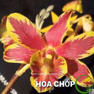 DENDRO - CỜ ĐỎ | Bán nguyên chậu, có tỷ lệ xổ chớp giá trị cao