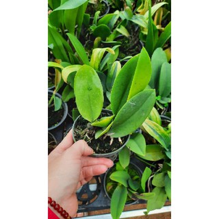 Hoa phong lan vũ nữ thỏ