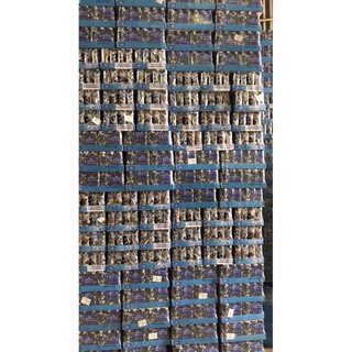 Nước sương sáo ChaBaa 24 lon Thái Lan