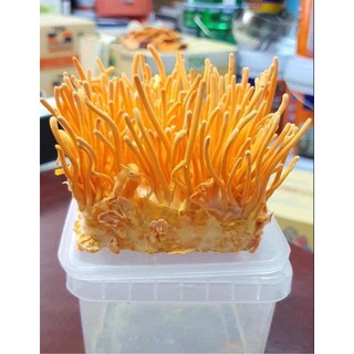ĐÔNG TRÙNG HẠ THẢO (Tươi)loại 1