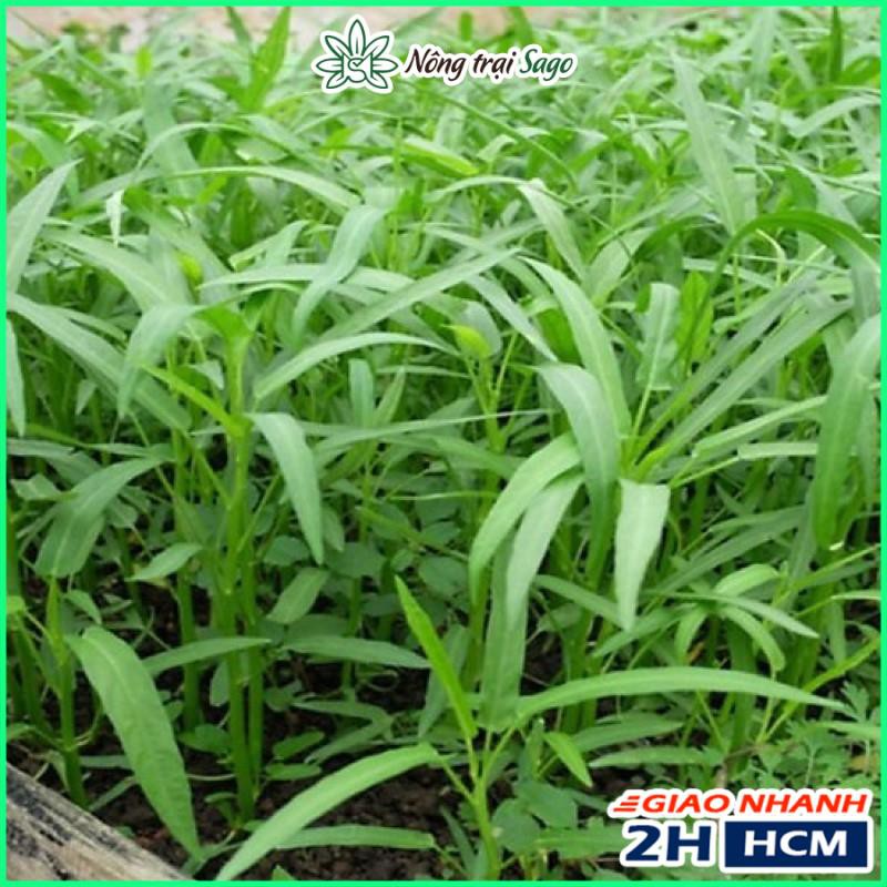 Hạt giống Rau Muống Lá Tre Dễ Trồng, Nhanh Thu Hoạch (gói 50 gram) - Nông Trại Sago