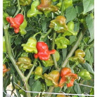 Hạt giống Ớt hoa hồng - Gói 5 hạt
