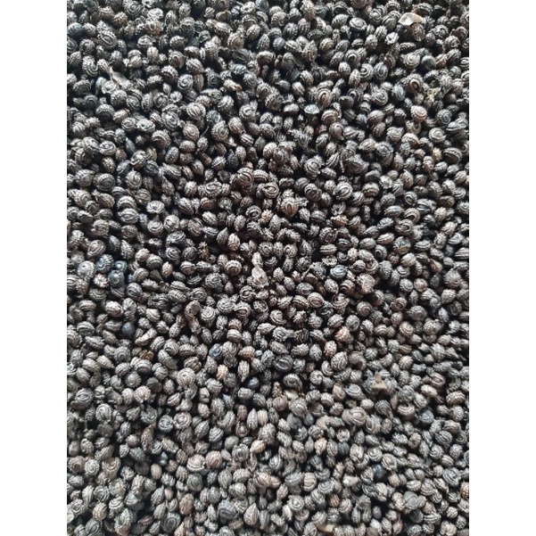 Gói 30 hạt sương sâm lông
