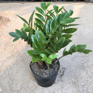 Cây kim tiền tài lộc cỡ vừa, chiều cao 35-40cm lá dày đẹp bụi to thân chắc khỏe dễ chăm sóc thích hợp trang trí nội thất