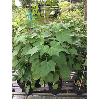 Hoa phù dung nguyên chậu , trang trí sân vườn (shop giao có nụ hoặc chưa nụ tuỳ đợt cây)