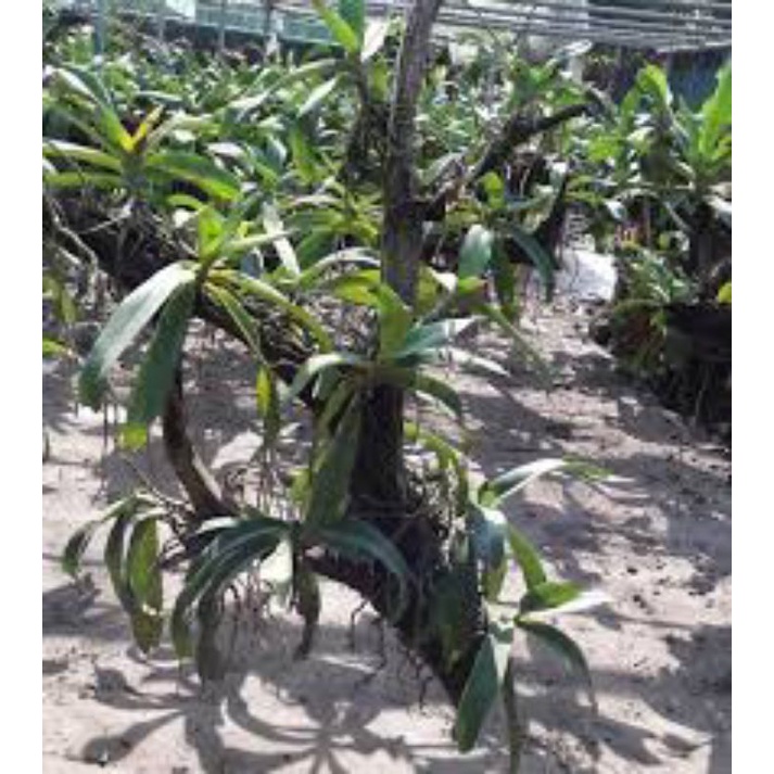 5 Khúc gỗ vú sữa ghép lan đường kính 6cm-8cm dài 20cm