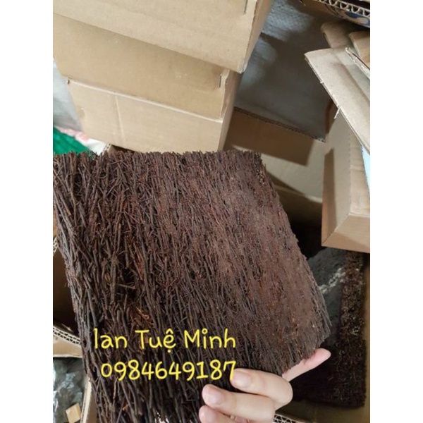 Dớn bảng cỡ 30x20x3cm dùng để trồng lan loại đẹp