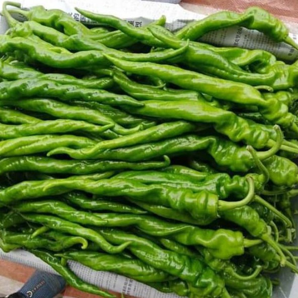 50H - Hạt giống Ớt Cá Ngựa Nhập Khẩu