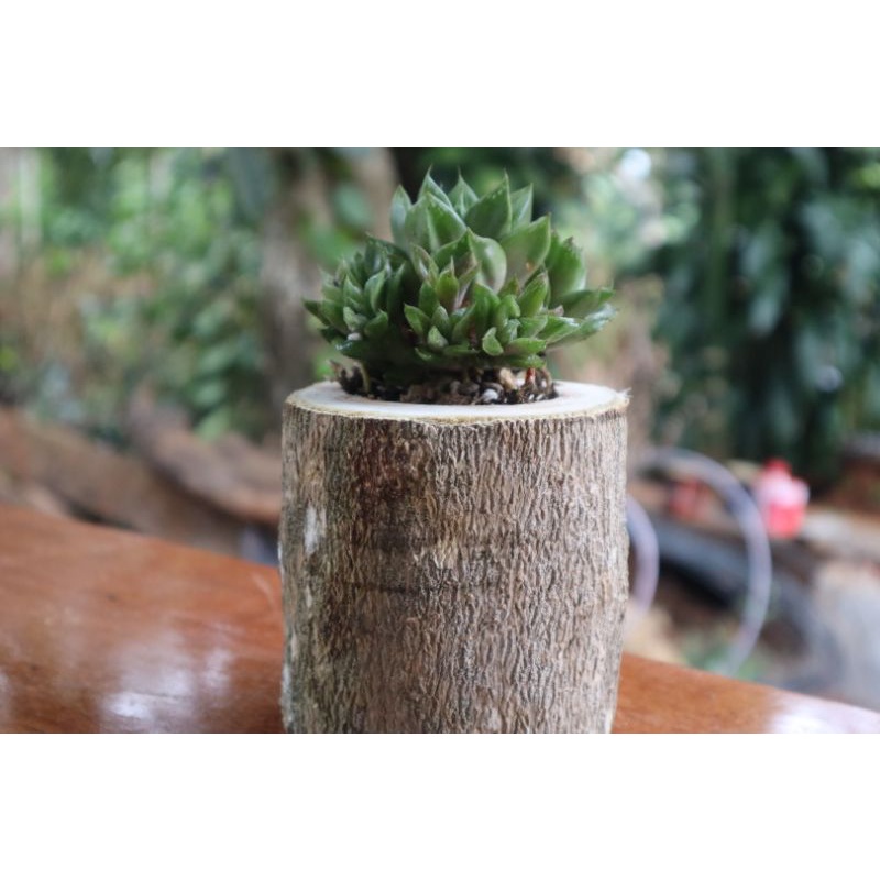 Chậu gỗ tròn trồng sen đá