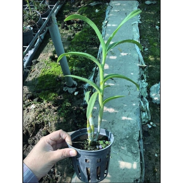 Denro xưa hắc long