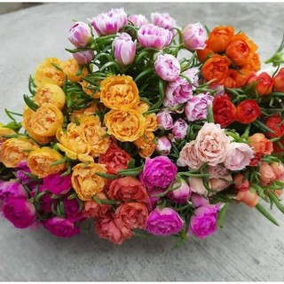 1 bó hoa mười giờ thái nhiều màu