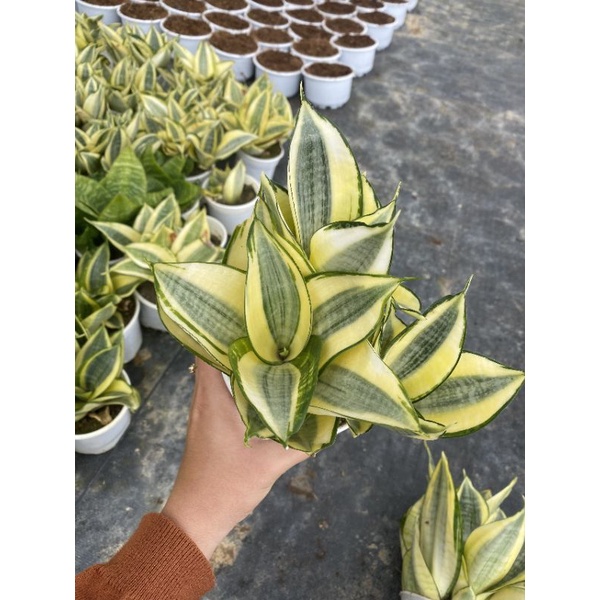 Chậu cứng Lưỡi hổ vàng Hahnii