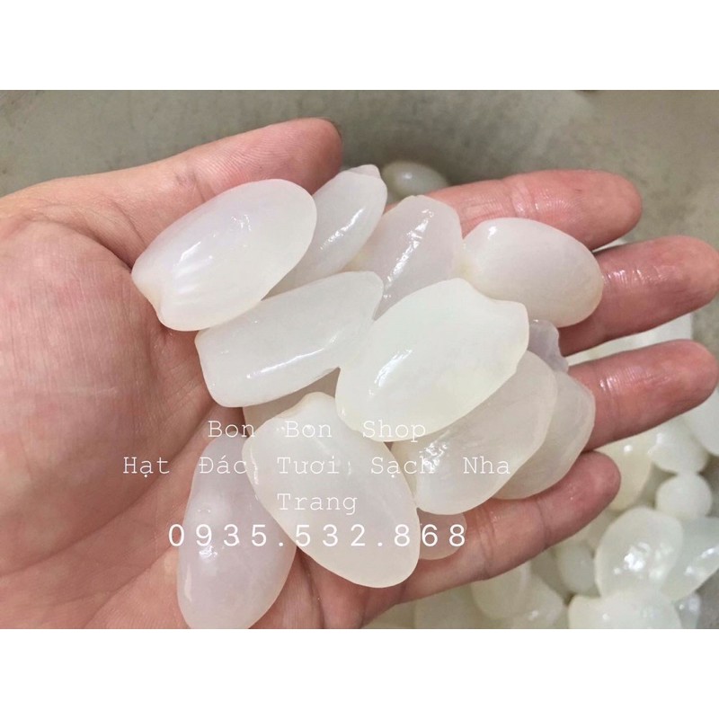 1kg đác tươi sạch nha trang loại lớn ngon | BigBuy360 - bigbuy360.vn