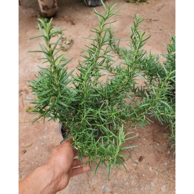 Cây Hương Thảo thuần cây to rễ khỏe
