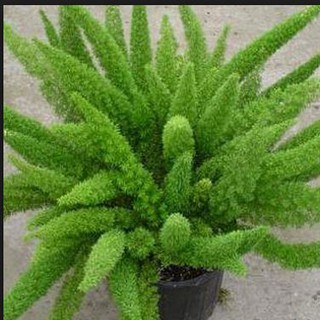 5 Hạt giống cây Tùng Đuôi Chồn (Trúc Thiên Môn)