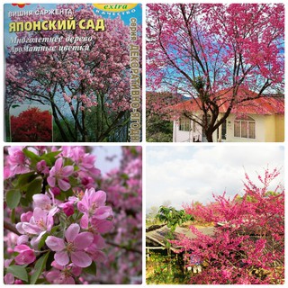 Hạt giống cây hoa Anh Đào