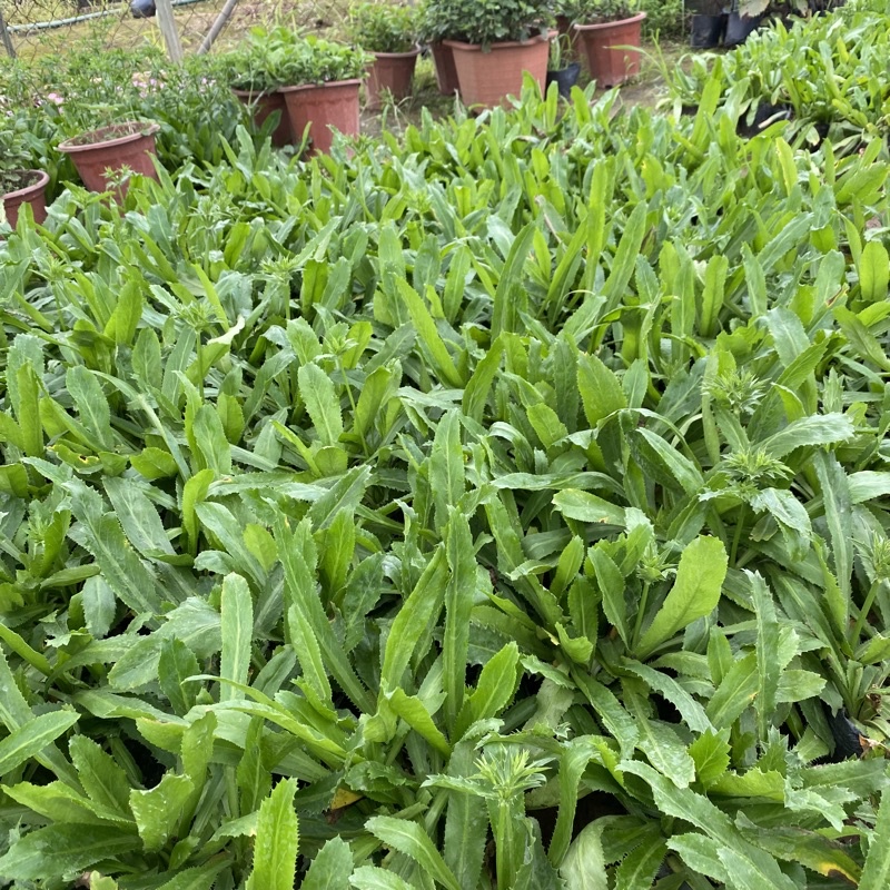 Cây rau mùi tàu trồng bịch đen dùng làm gia vị trong các món ăn